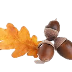 Acorn PNG image, free, acorns