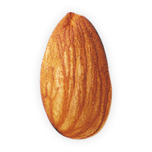 Almond PNG