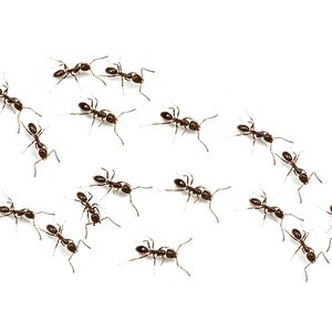 ants PNG