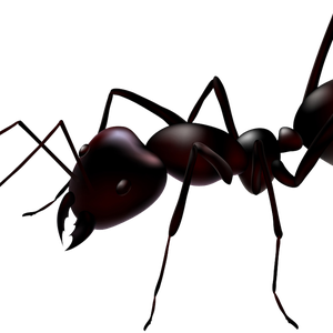 ant PNG