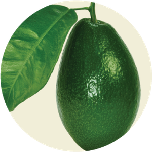 Avocado PNG
