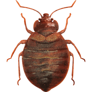 Bed bug PNG