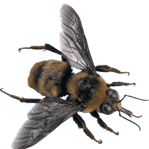 Bee PNG image