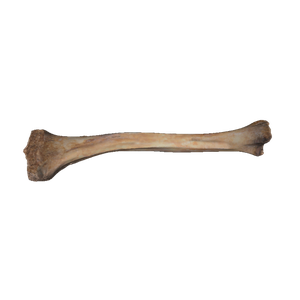 Bone PNG