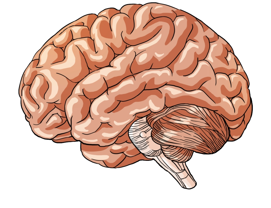 Brain pdf. Мозг нарисованный.