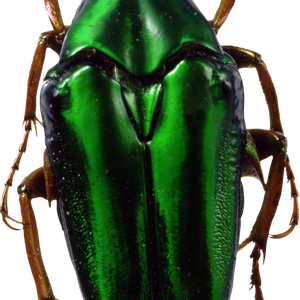 green bug PNG image