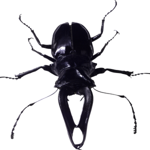 insect bug PNG image
