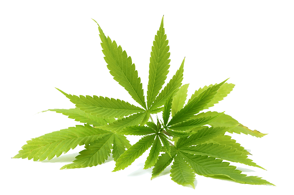 Png конопля листья марихуаны курятся