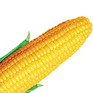 Corn PNG image
