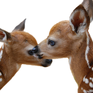 Deer PNG image