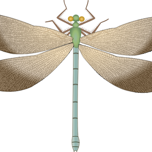 Dragonfly PNG