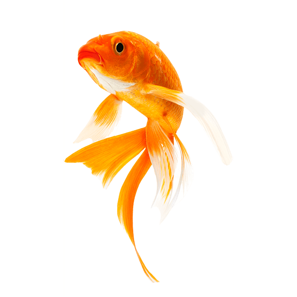 Goldfish PNG, Resolution:600x600 Transparent Png Image - ImgsPng