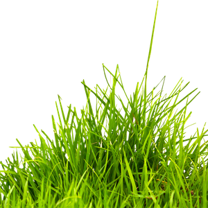 grass png image, green grass PNG picture