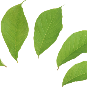 Green leaves picture PNG