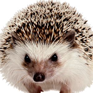 Hedgehog PNG