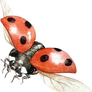 ladybug PNG image