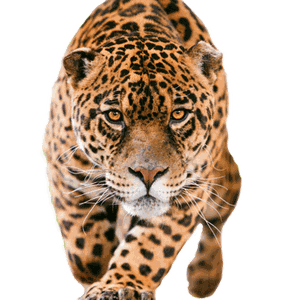 Leopard PNG