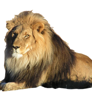 Lion PNG