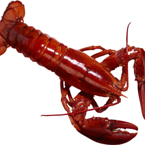 Lobster PNG