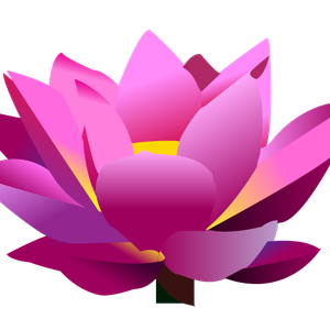 Lotus flower PNG