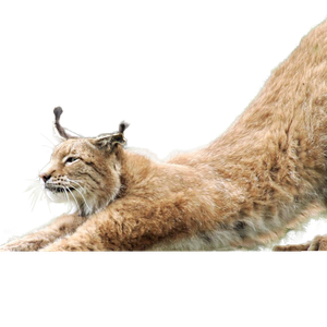 Lynx PNG