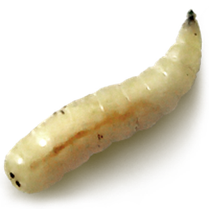 Maggot PNG