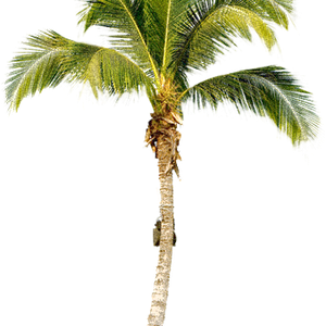 Palm tree PNG