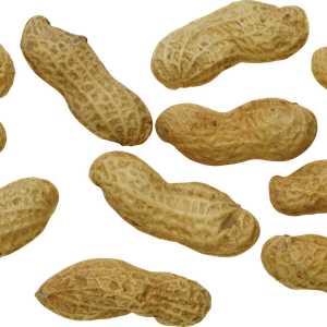 Peanut PNG