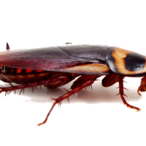 Roach PNG