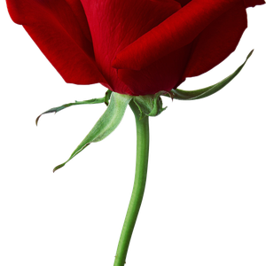 Rose png image, free picture download