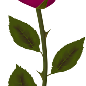 Rose PNG