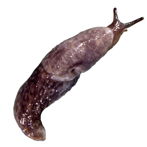 Slug PNG