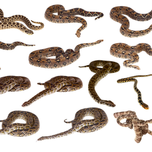Snakes clipart PNG images