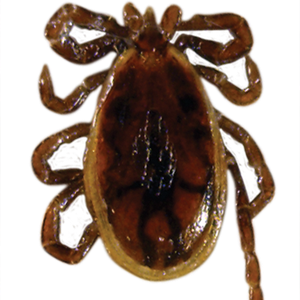 Tick insect PNG