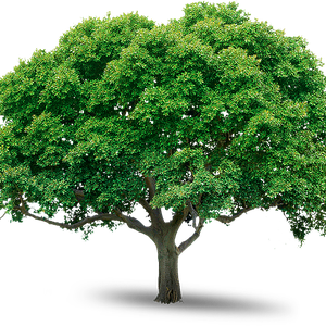 tree png image, free download, picture