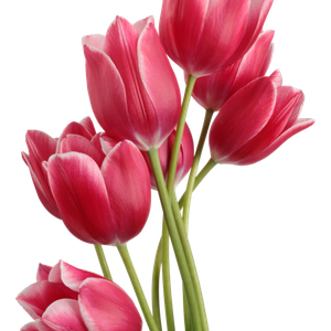 Tulips PNG image