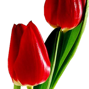 Red tulips PNG image