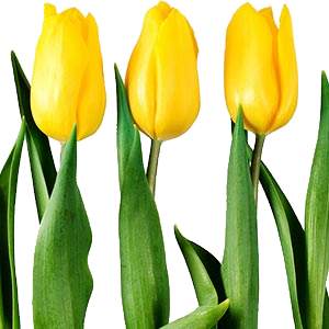 Yellow tulips PNG image