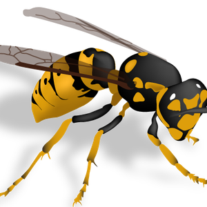 Wasp PNG
