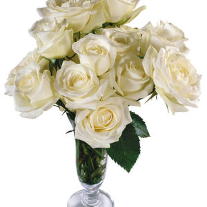 White rose PNG image, flower white rose PNG picture