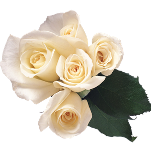 White roses PNG image