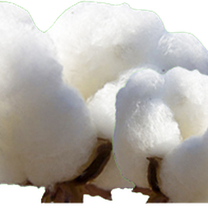 Cotton PNG