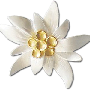 Edelweiss PNG