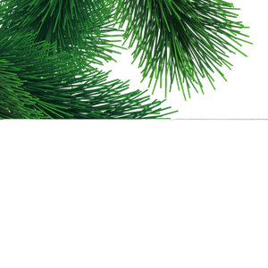 Fir-tree branch PNG image
