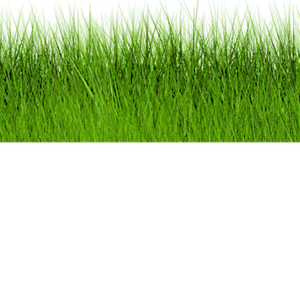 grass png image, green picture