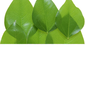 Green leaves picture PNG