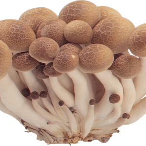 Mushrooms PNG image