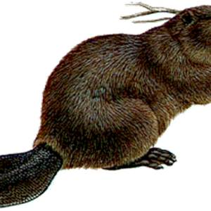 Beaver PNG