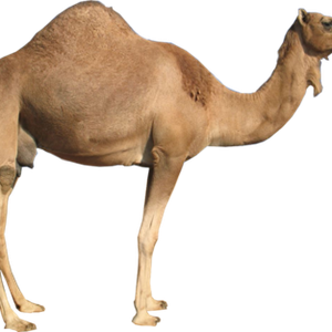 Camel PNG