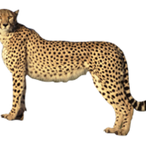 Cheetah PNG